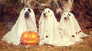 halloween-night---5-attivita