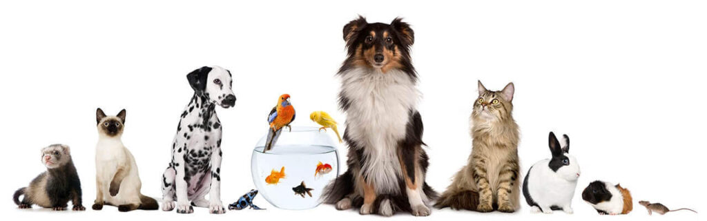 Giornata internazionale dei diritti degli animali