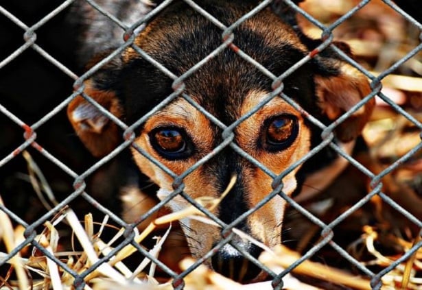 Giornata internazionale dei diritti degli animali
