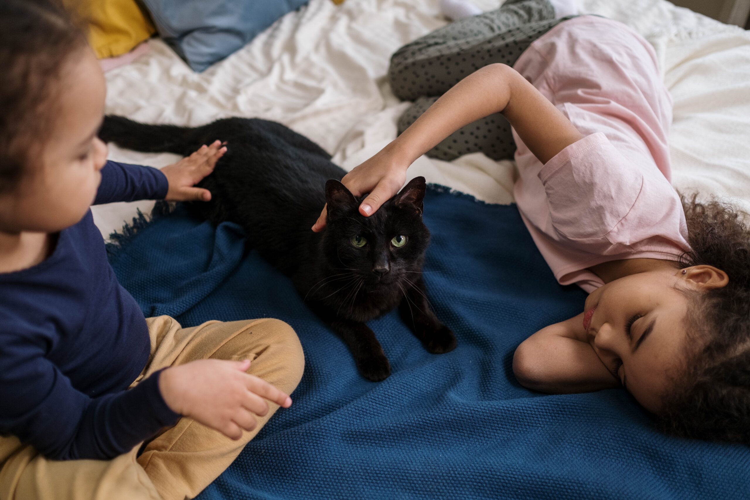 Gatto e salute: la pet-therapy