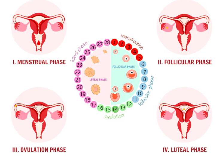 sindrome-premestruale-2026-senza-tabu

Fonte: Freepik