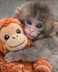 Il caso Punch (2026): attaccamento, oggetti transizionali e viralità